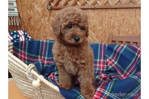 成約済の宮城県のトイプードル-142873の1枚目
